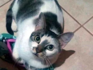 Gato raça SRD idade 2 anos nome Preciosa