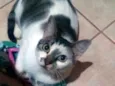 Preciosa
