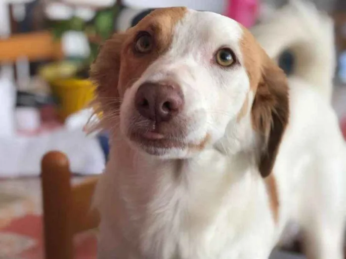 Cachorro ra a SRD idade 5 anos nome Lola