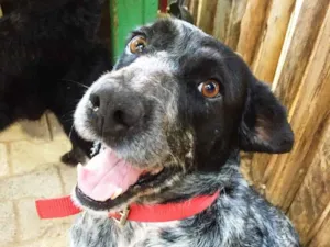 Cachorro raça SRD idade 5 anos nome Binho