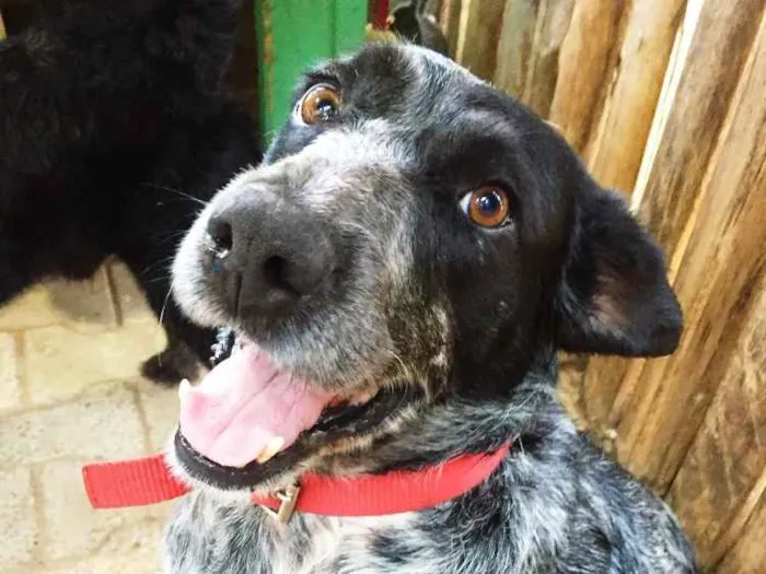 Cachorro ra a SRD idade 5 anos nome Binho
