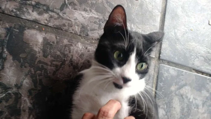 Gato ra a SRD idade 2 a 6 meses nome Sem Nome