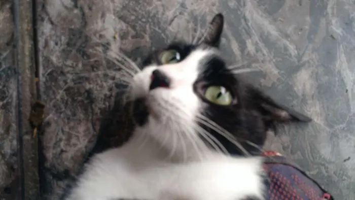 Gato ra a SRD idade 2 a 6 meses nome Sem Nome