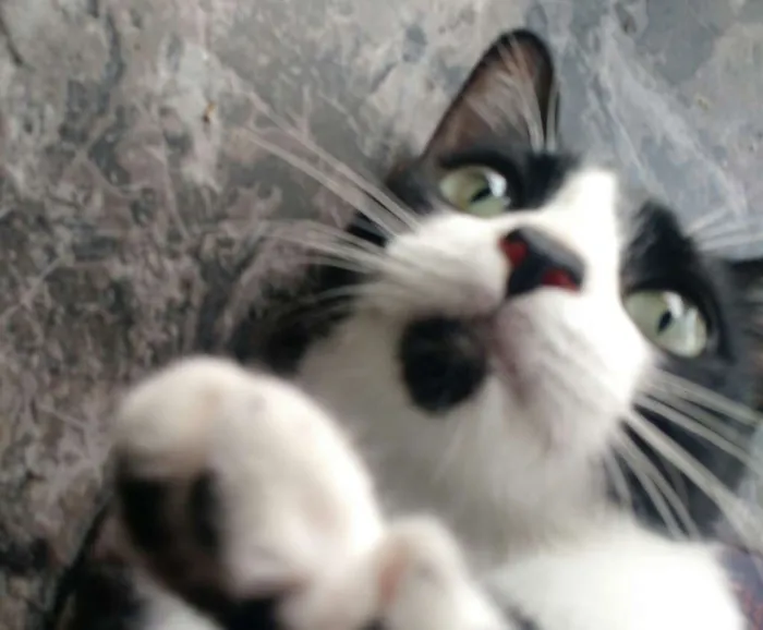 Gato ra a SRD idade 2 a 6 meses nome Sem Nome