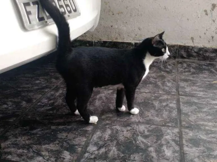 Gato ra a SRD idade 2 a 6 meses nome Sem Nome