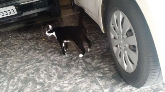 Gato ra a SRD idade 2 a 6 meses nome Sem Nome