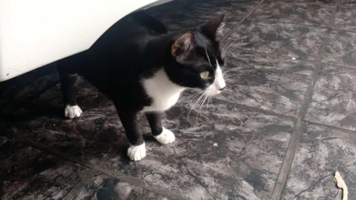 Gato ra a SRD idade 2 a 6 meses nome Sem Nome