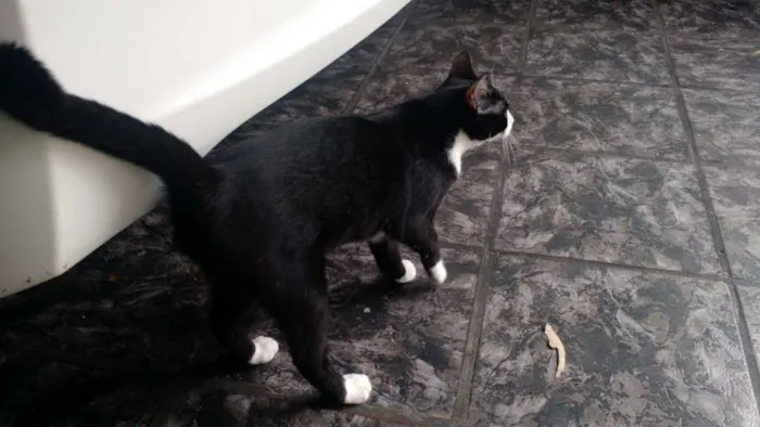 Gato ra a SRD idade 2 a 6 meses nome Sem Nome