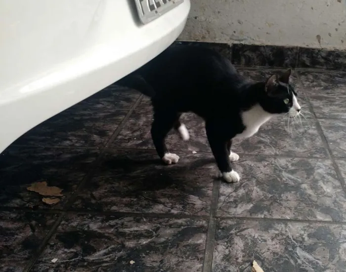 Gato ra a SRD idade 2 a 6 meses nome Sem Nome