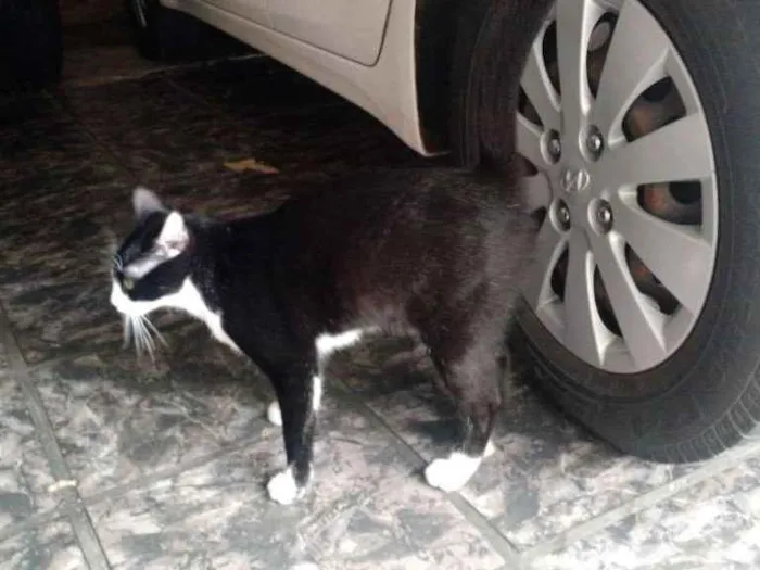 Gato ra a SRD idade 2 a 6 meses nome Sem Nome
