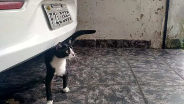 Gato ra a SRD idade 2 a 6 meses nome Sem Nome