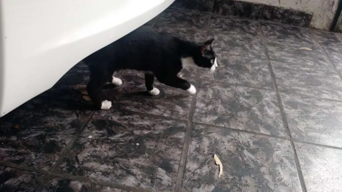 Gato ra a SRD idade 2 a 6 meses nome Sem Nome