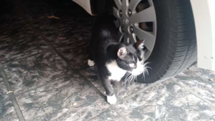 Gato ra a SRD idade 2 a 6 meses nome Sem Nome