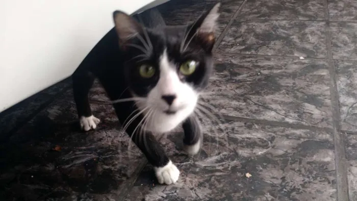 Gato ra a SRD idade 2 a 6 meses nome Sem Nome