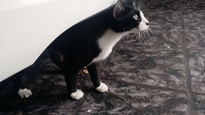 Gato ra a SRD idade 2 a 6 meses nome Sem Nome