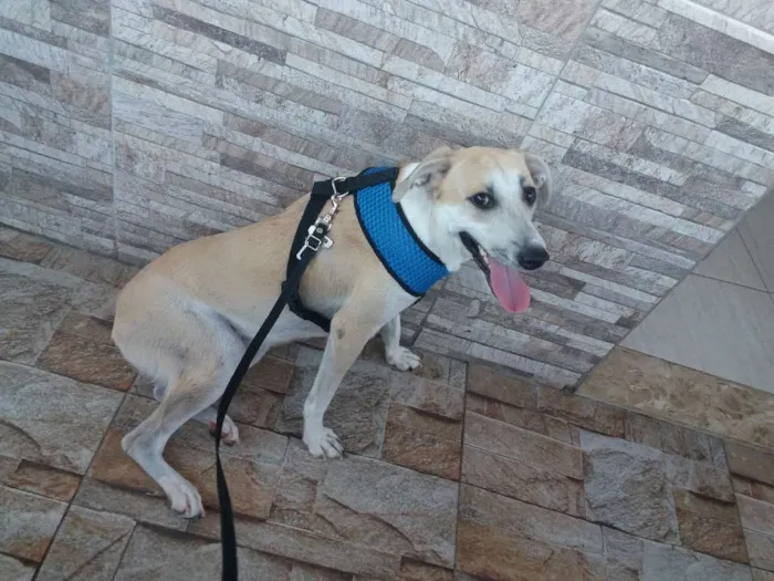 Cachorro raça  idade 1 ano nome Thor 