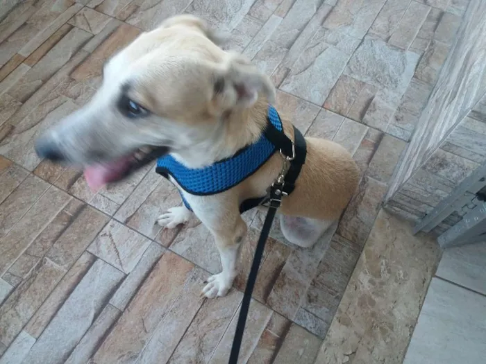 Cachorro raça  idade 1 ano nome Thor 