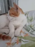 Bob