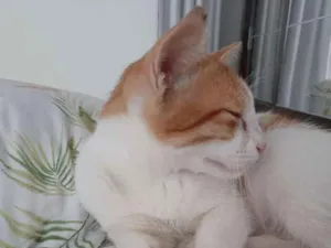 Gato raça  idade 2 a 6 meses nome Bob