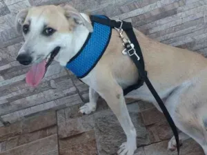 Cachorro raça  idade 1 ano nome Thor 