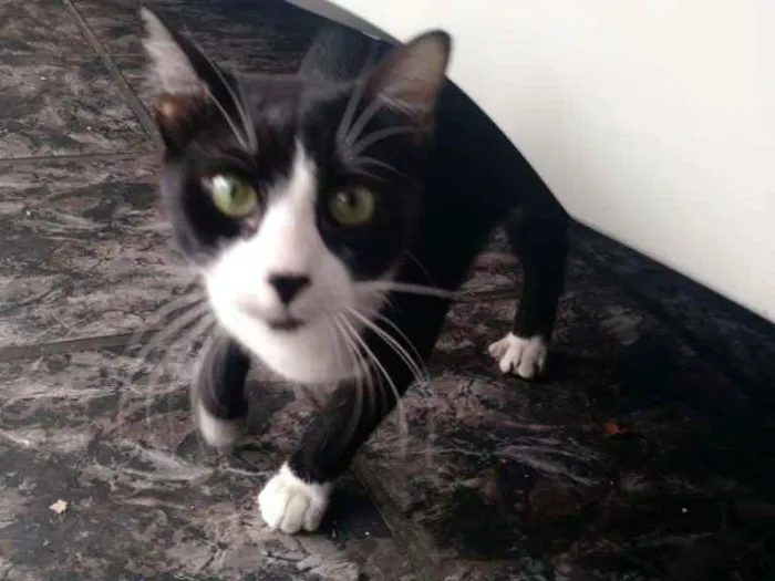 Gato ra a SRD idade 2 a 6 meses nome Sem Nome
