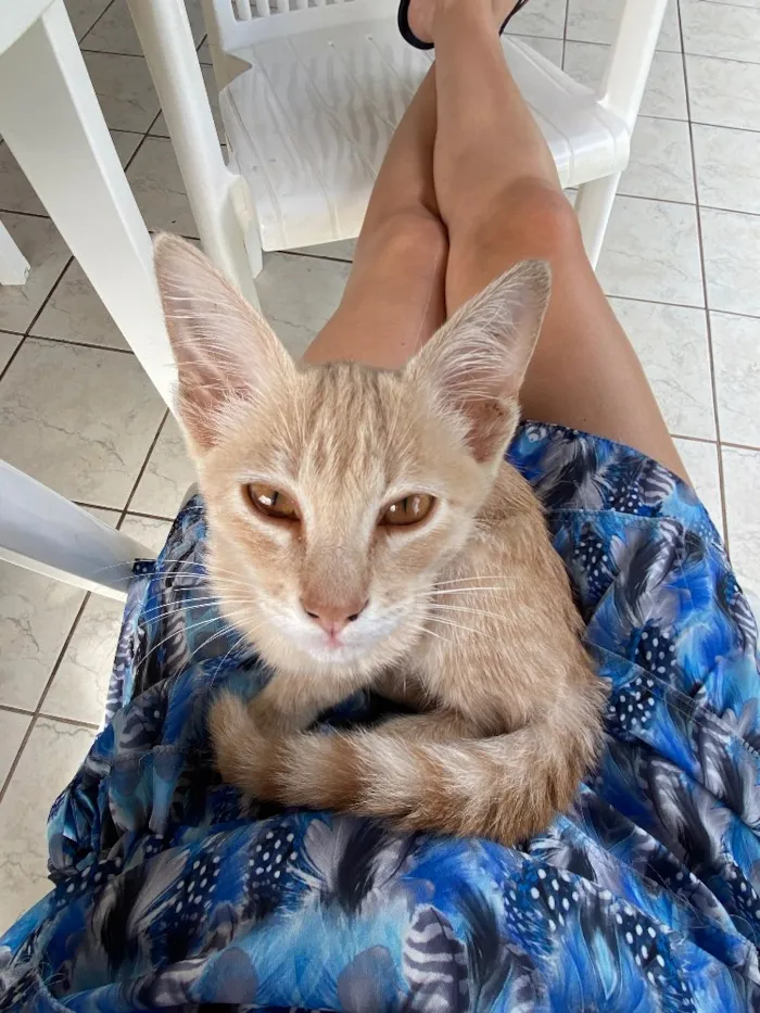 Gato raça Sem raça  idade Abaixo de 2 meses nome X