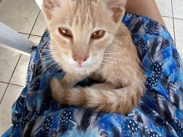 Gato raça Sem raça  idade Abaixo de 2 meses nome X