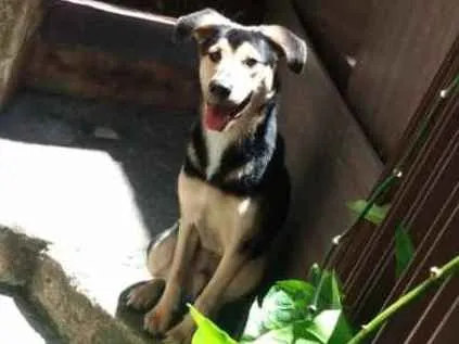 Cachorro ra a Não sei exatamente.  idade 7 a 11 meses nome Bento