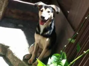 Cachorro raça Não sei exatamente.  idade 7 a 11 meses nome Bento