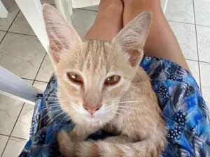 Gato raça Sem raça  idade Abaixo de 2 meses nome X