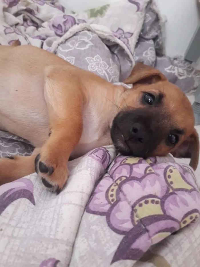 Cachorro ra a Viralatinha  idade Abaixo de 2 meses nome Bebe 