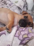 Bebe