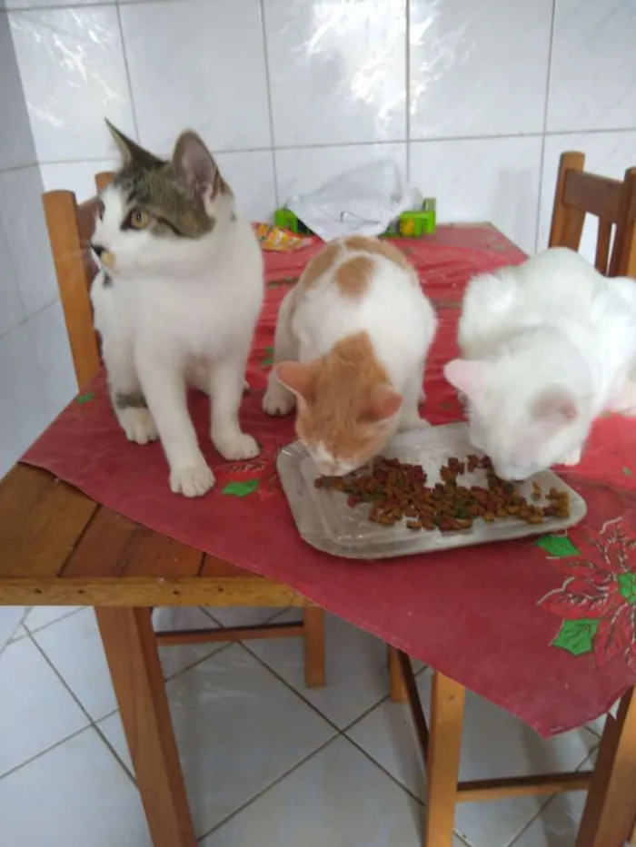 Gato raça  idade 2 a 6 meses nome Laranjinhapretinhobr