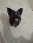 Neguinho