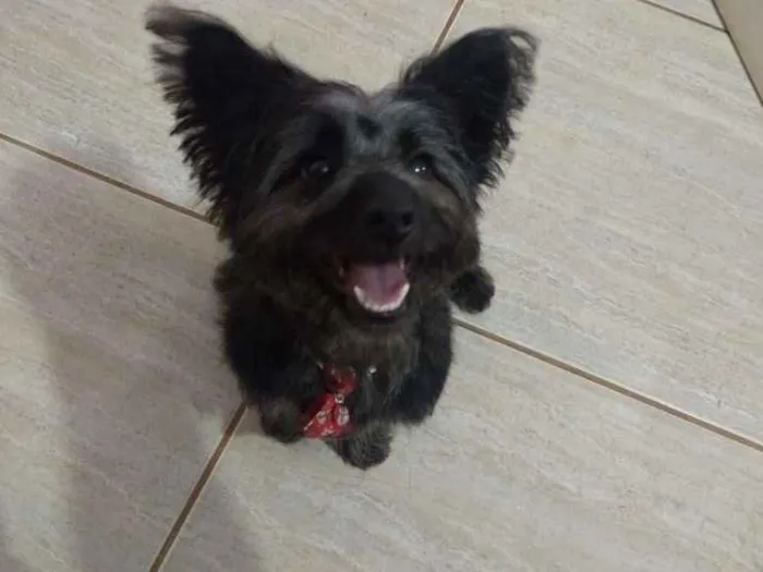 Cachorro ra a Vira lata com podoll idade 2 anos nome Neguinho