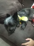 Neguinho