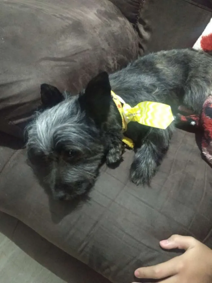 Cachorro ra a Vira lata com podoll idade 2 anos nome Neguinho