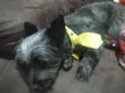 Neguinho