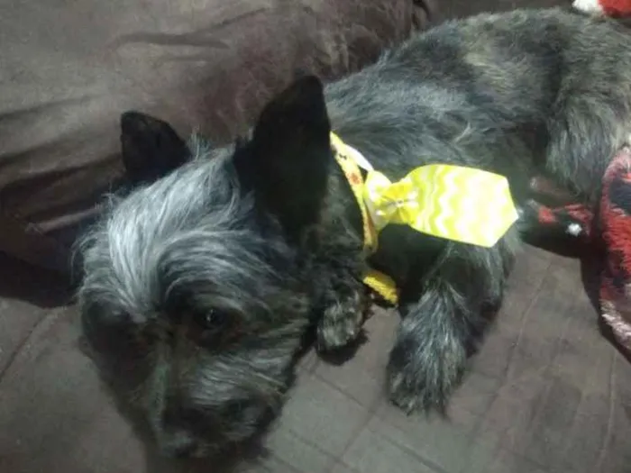 Cachorro ra a Vira lata com podoll idade 2 anos nome Neguinho