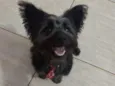 Neguinho