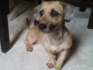 Cachorro raça SRD idade 6 ou mais anos nome Luckinho