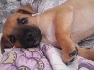 Cachorro raça Viralatinha  idade Abaixo de 2 meses nome Bebe 
