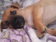 Bebe