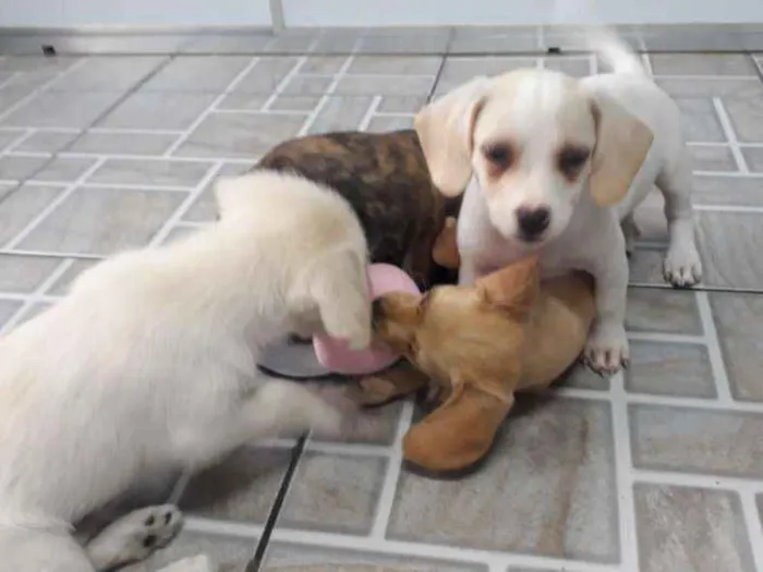 Cachorro ra a Desconhecidas  idade  nome Ainda não tem são fi