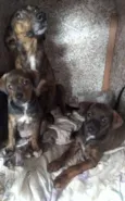 Bebes