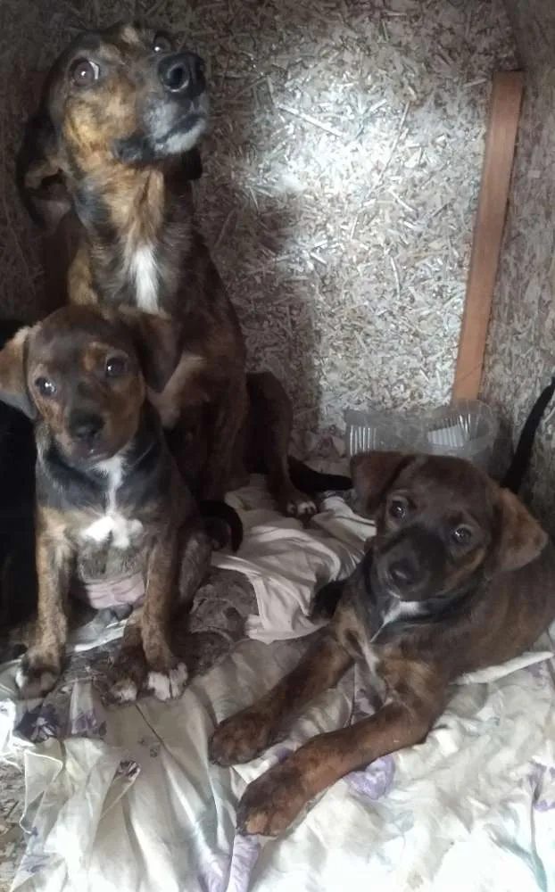 Cachorro ra a SRD idade 2 a 6 meses nome Bebes