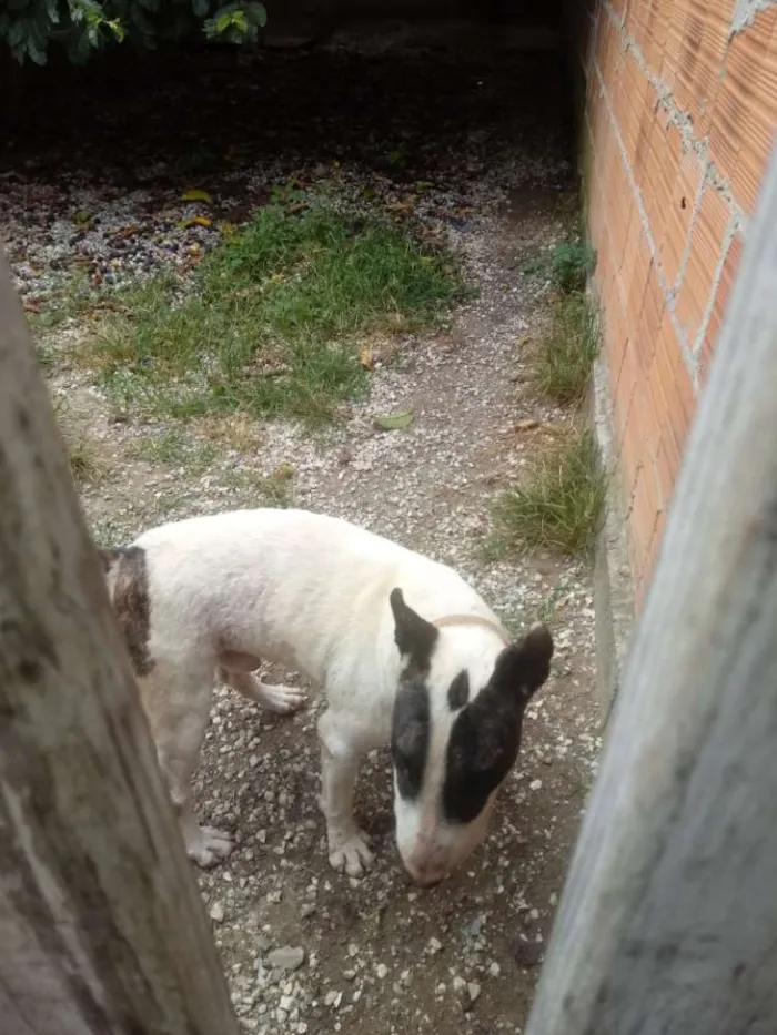 Cachorro ra a Pitbull Buterrier idade 2 anos nome Bandic