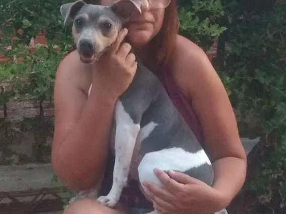 Cachorro ra a Fox paulistinha idade 1 ano nome Bibi
