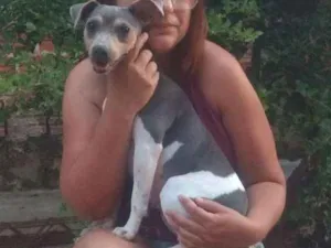 Cachorro raça Fox paulistinha idade 1 ano nome Bibi