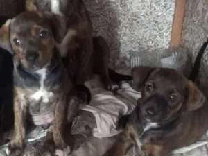 Cachorro raça SRD idade 2 a 6 meses nome Bebes